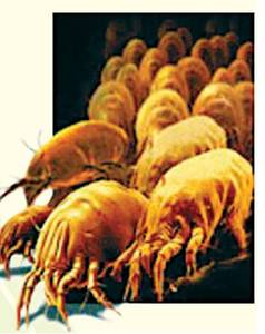 Is the air in your home making you sick? Burning sensations in the, nose or eyes irritation, dray throat, headaches or nausea , dry cough, dry or itchy skin, dizziness, nausea, difficulty in concentrating, fatigue. Allergies and or Legionnaire's disease, Pontiac fever, histoplasmosis, dermatitis, sinusitis, bronchitis, asthma.